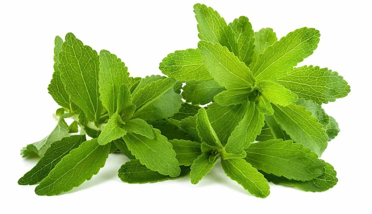 Édulcorant naturel Ra98 SG98 stévioside extrait de feuilles de stevia en poudre