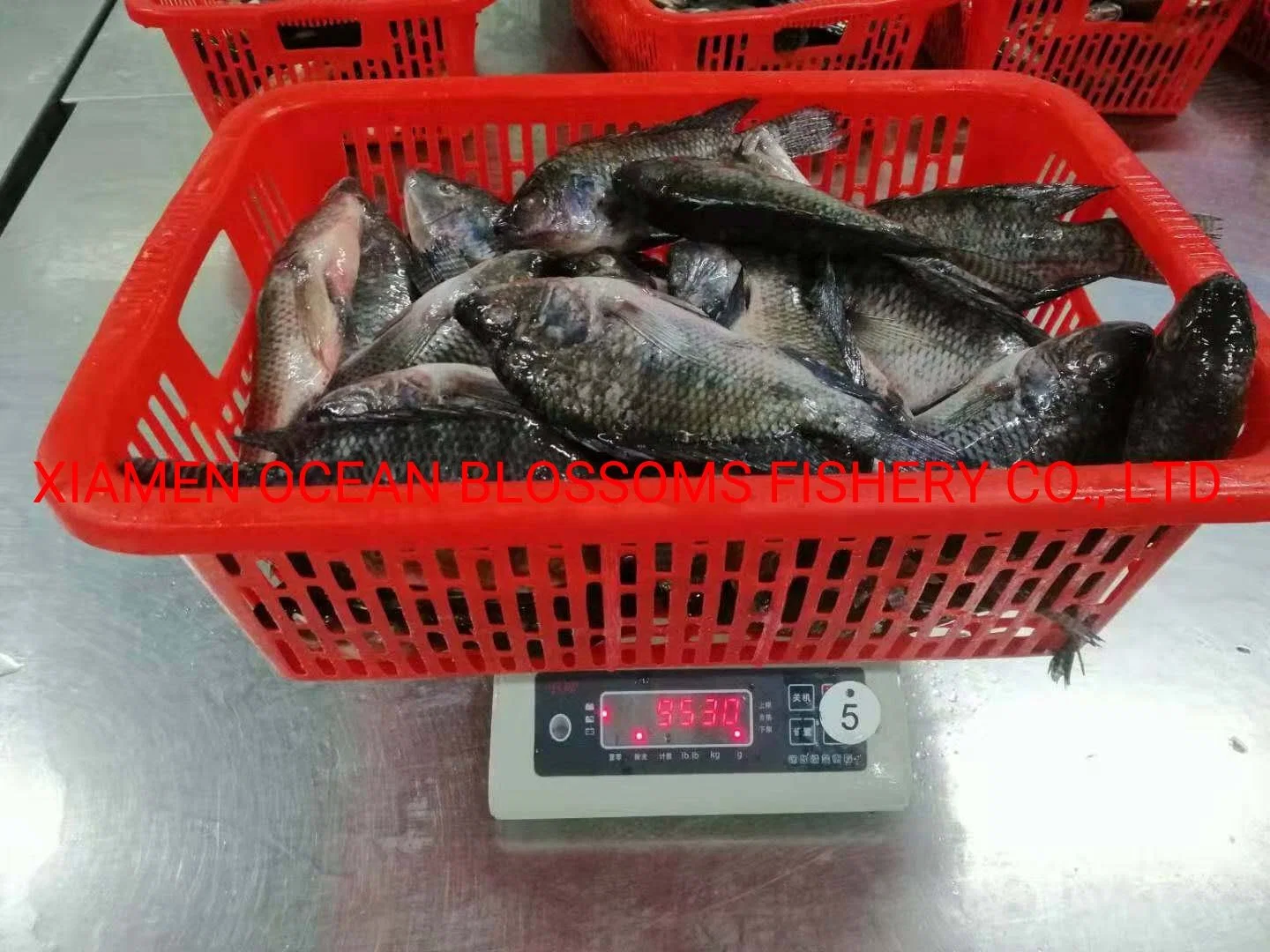 Buy Live Frozen Tilapia Fish From Oceanblossoms Supplier