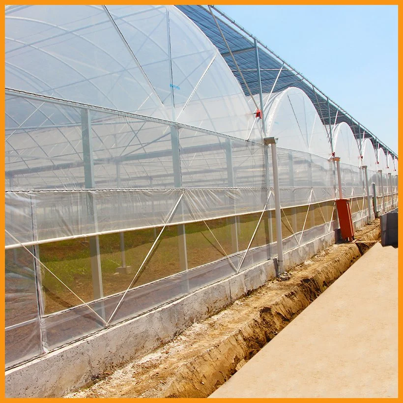 PE Film Tunnel Greenhouse for Rose Plant