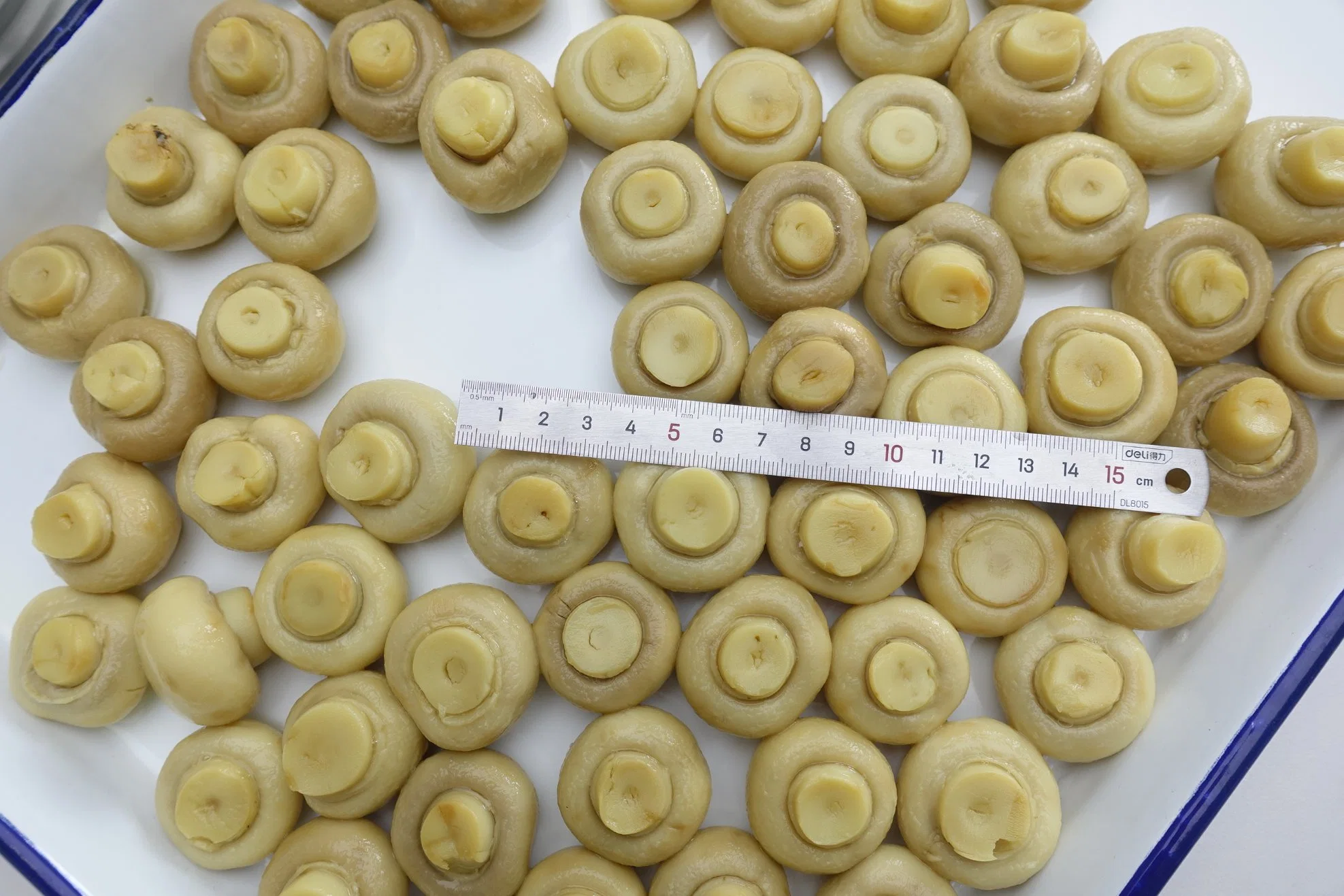 Canned Champignons Whole Mushroom for Catering