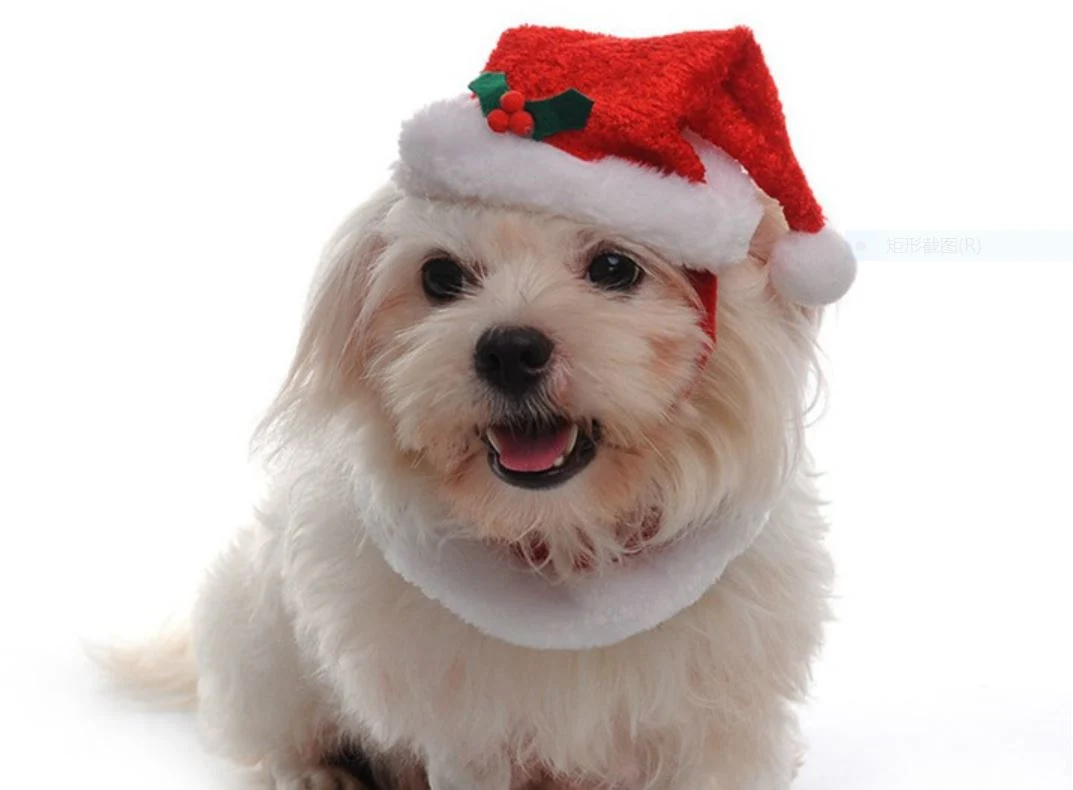 Velvet Dog Products Accessories Coral Christmas Pet Hats Scarfs