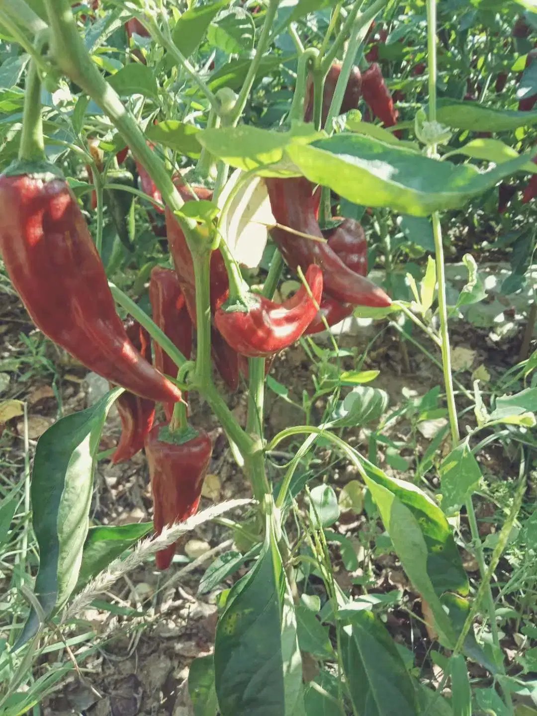 Jaune/ rouge/vert Poivre IQF in fresh Spicy savoureux pour la vente