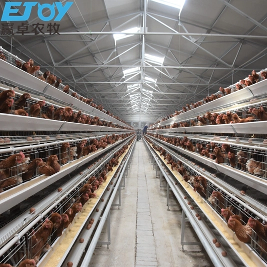 Caixas de ninho criação Cage Chicken Equipamento de fazenda Automatic Battery Cage Para camadas