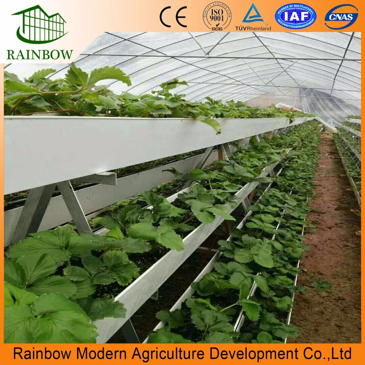 PVC Planting Groove Soilless Culture for Strawberry Planting