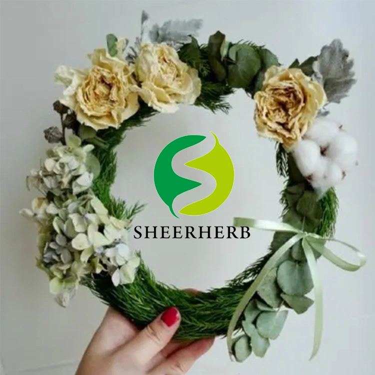 Sheerherb High-Content Hot-Selling Vitamin K2 (MK-7) Fat-Soluble Vitamin