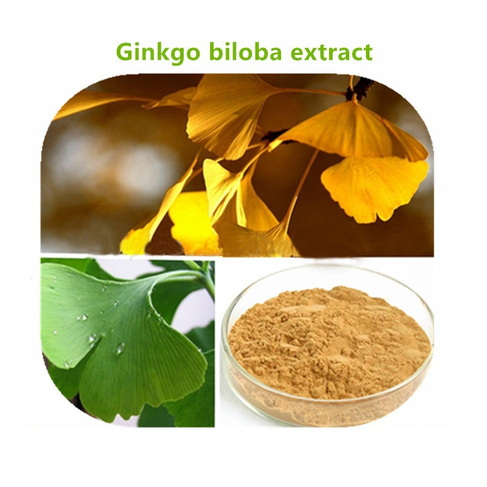 Comercio al por mayor grueso el Ginkgo Biloba EGB 761 Dhc Extracto de Ginkgo Biloba Ginkgo Biloba Extract