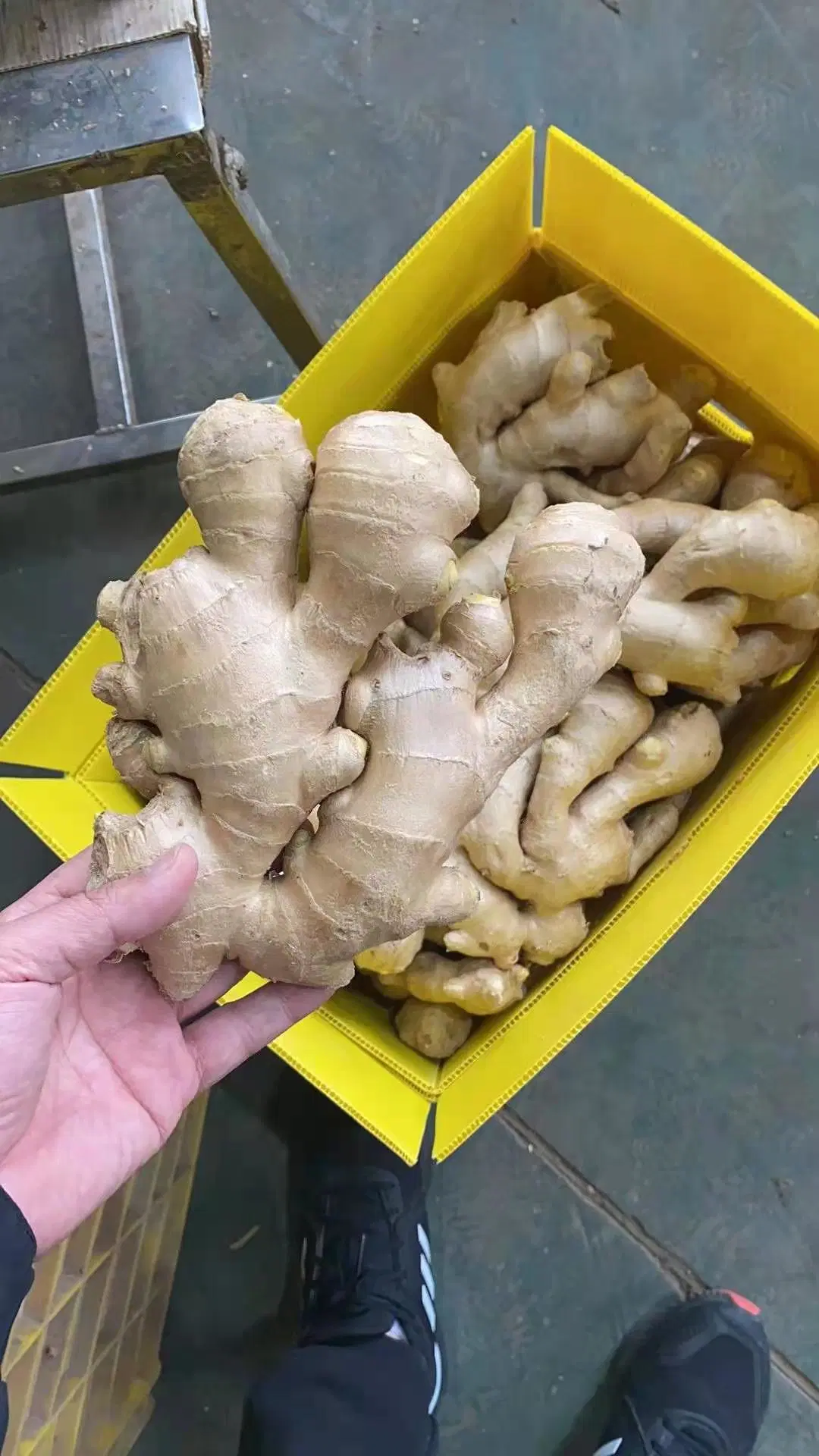 2022 New Crop Air Dry Ginger for Export