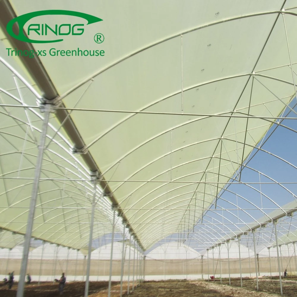 Multispan tunnel plastic film greenhouse for balloon flower