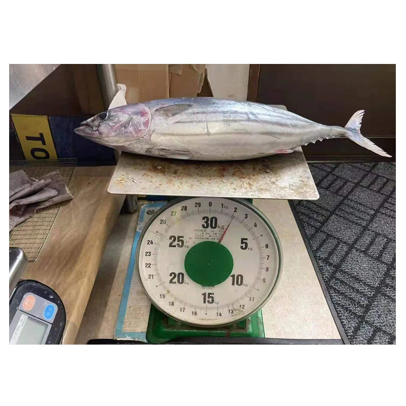 Whole Round Skipjack Tuna Japan Origin 2kg up Frozen Skipjack