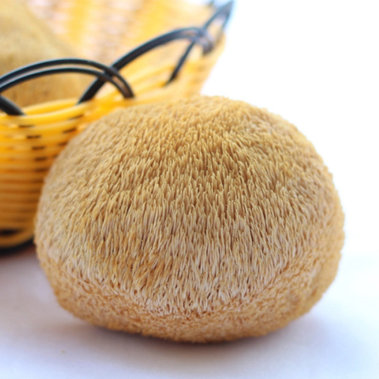 Lion's Mane Extracto de hongos de la cabeza de Mono Hericium Erinaceus Extracto para Tablets