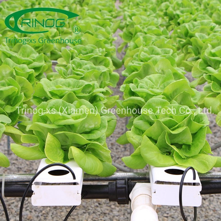 Trinog Greenhouse plastic film gothic roof vent poultry farm greenhouses for lettuce hydroponics