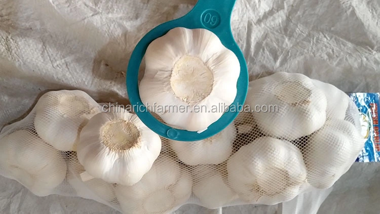 Chinese Frsh Pure White Garlic 4.5-6.0cm All Size