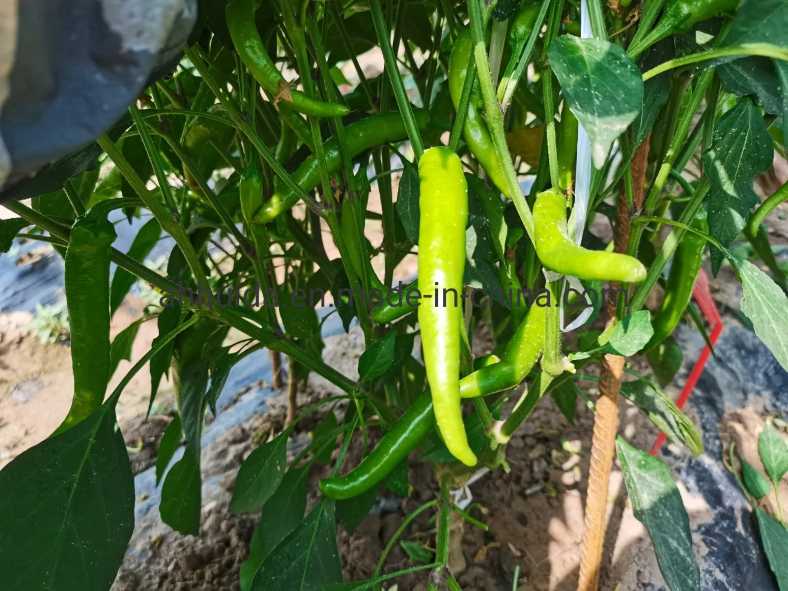 HD Light Green Skin Chili Pepper Seeds of Good Fruit Setting