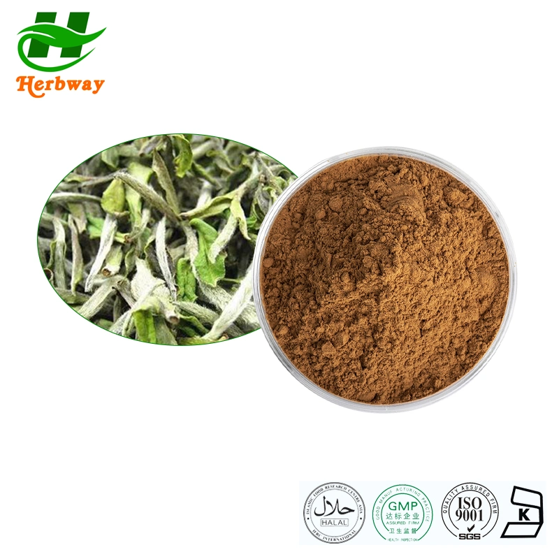 Herbway Kosher Halal Fssc HACCP Certified Free Sample White Tea Extract Health Food 30%Polyphenols