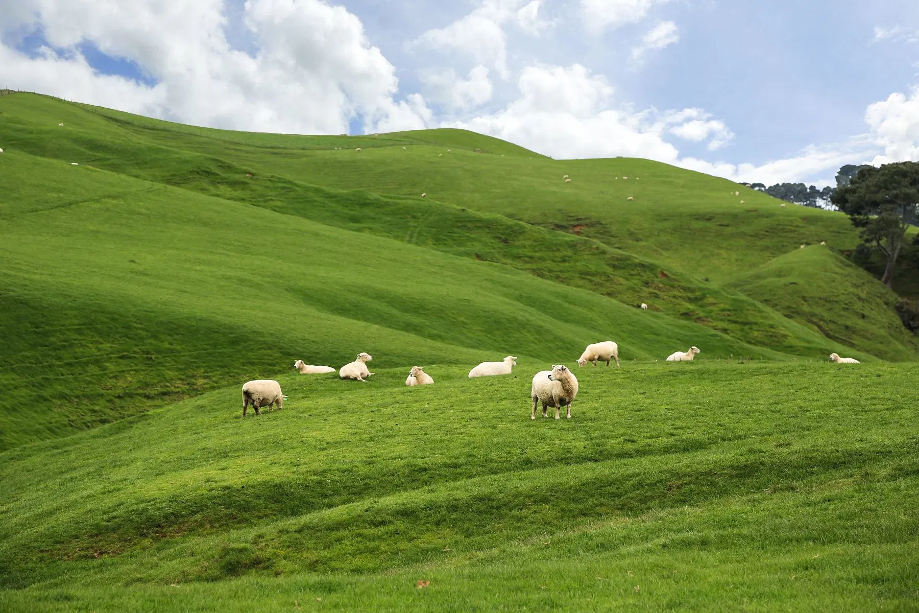 Hersteller Landwirtschaftliche Chemikalien Pestizid Clopyralid 47,5% SL Herbizid