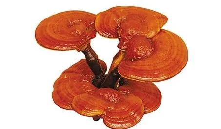 Private Label Herbal Natural Reishi Mushroom Extract