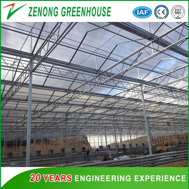 Agriculture Tempering/Float Glass Greenhouse Hydroponic System for Cherry Tomato/Lettuce/Salad