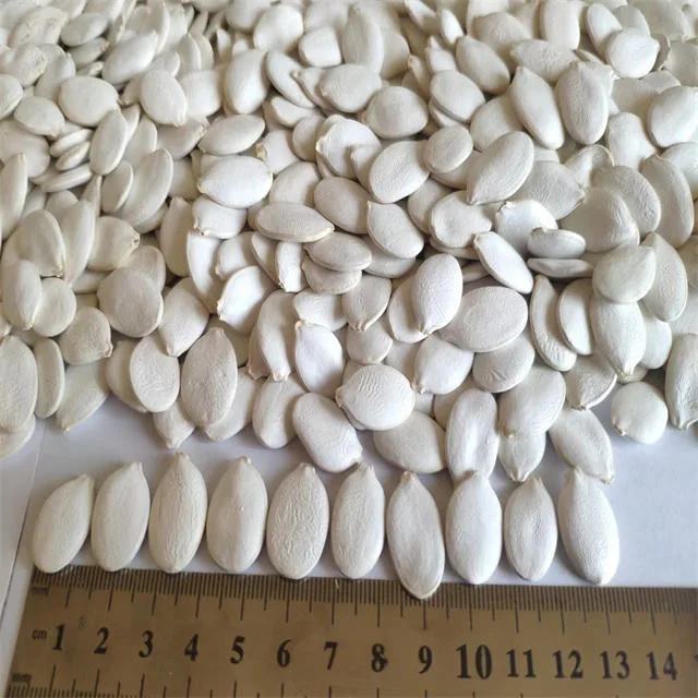 Hot Sale Snow White Pumpkin Seeds 11cm 13cm