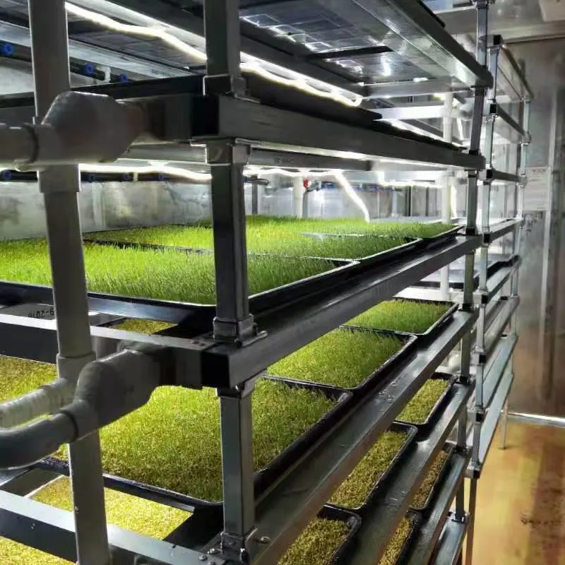 Sistema hidropónico en invernadero para el cultivo y alimentación de Annimal