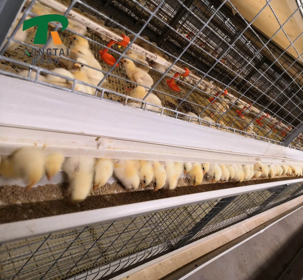 preço de fábrica de Equipamentos Agrícolas Galvanizado Automática da camada de matrizes pesadas de aves de capoeira de criação de gado gaiolas de frango para a alimentação da bateria para beber Chicken House