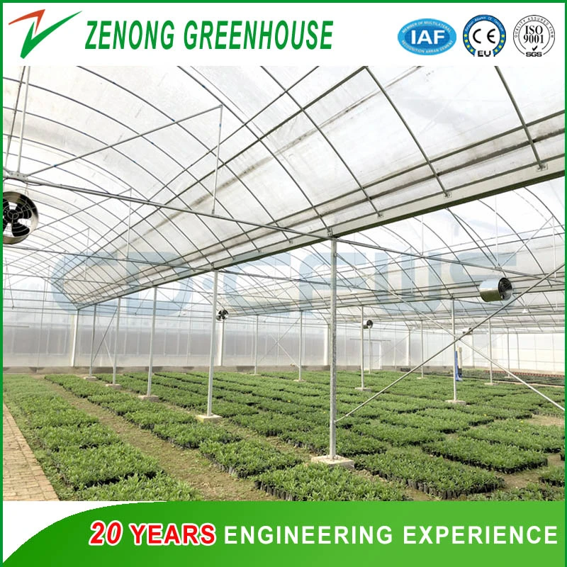 Economical Agriculture Greenhouse/Plastic Film Greenhouse/Medical Crops Greenhouse for Sale