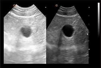 B/W Portable Veterinary Ultrasound System Digital Ultrasonic Diagnositc Device for Animal