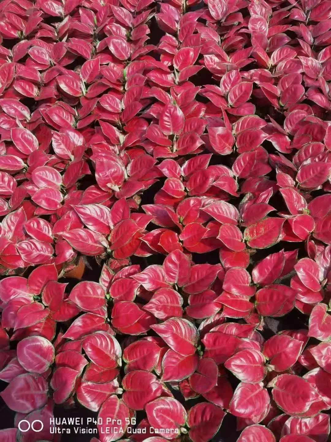 Aglaonema Red Beauty Ornamental Plant All Kinds of Aglaonema for Sale