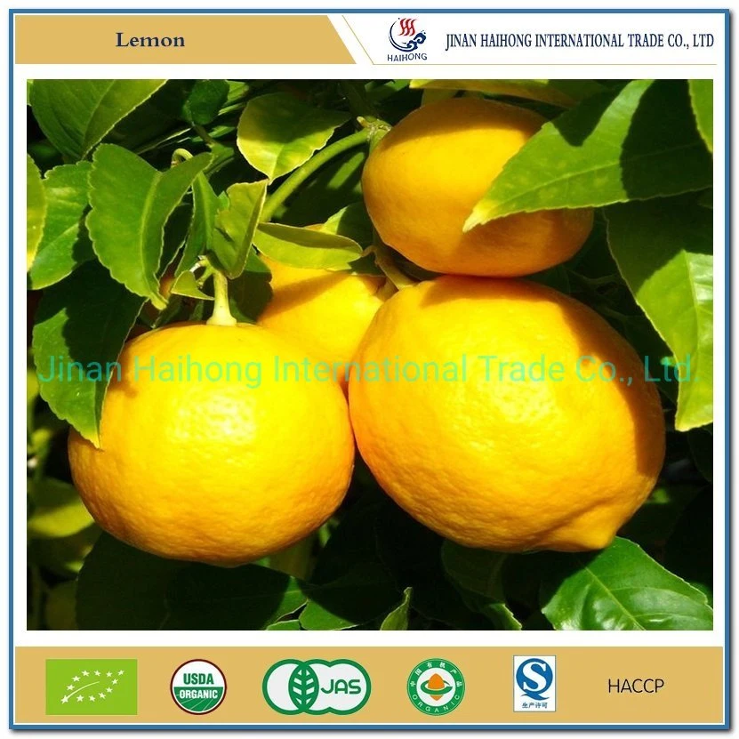 Lemon All Season Fresh Fruit Citrus Yellow Lemon