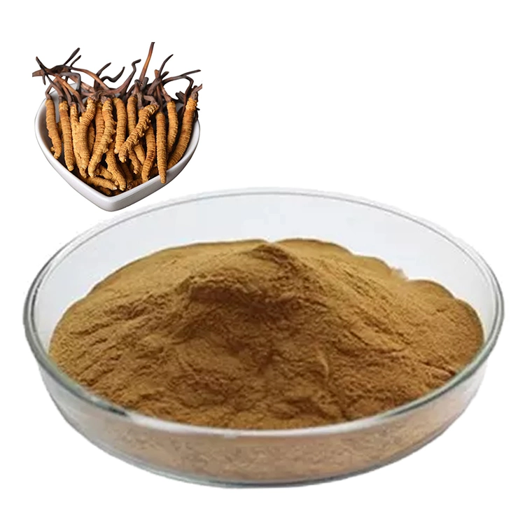 Health Supplement Cordyceps Sinensis Extract Cordyceps Militaris Powder with Water Soluble
