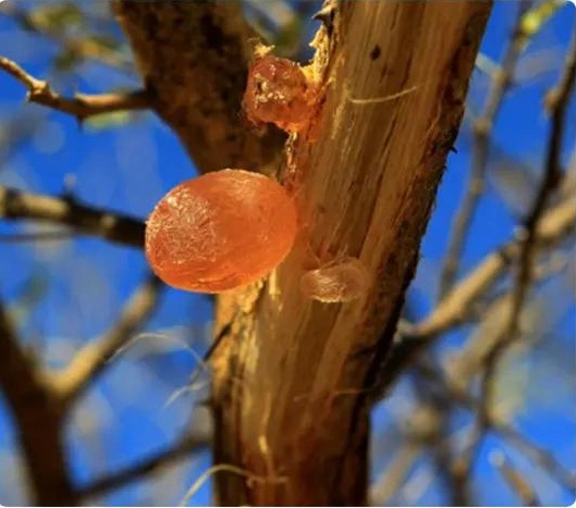 Arriba Gum Árabe de venta - Grado alimenticio y Seguro