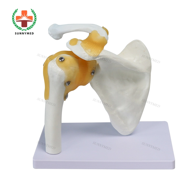 Teaching Shoulder Model Axis Scientific Muscle Shoulder Joint Model