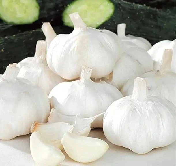 Pure White Garlic 4.5cm 5.0cm 5.5cm 6.0cm 6.5cm Fresh Garlic