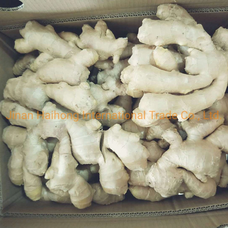 Supply Chinese Fresh Ginger and Dry Dried Ginger