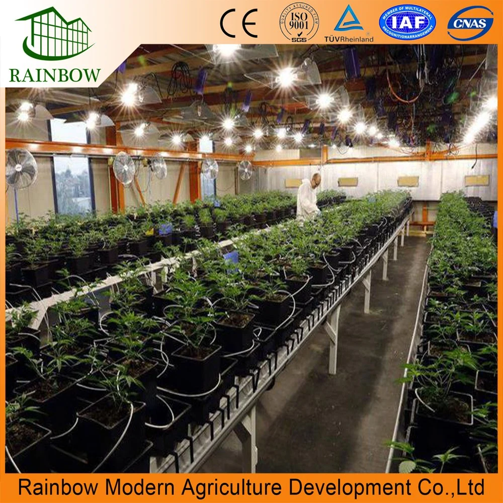 Single Span Tunnel Type Film Blackout Light Deprivation Greenhouse for Mushroom and Medical Plants with LED Grow Lights