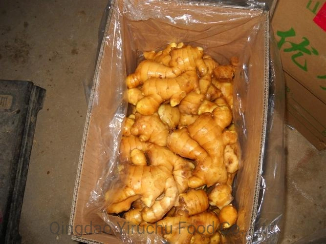 Strictly Selected High quality/High cost performance  Ginger Factory Price Shandong Dry Ginger From China