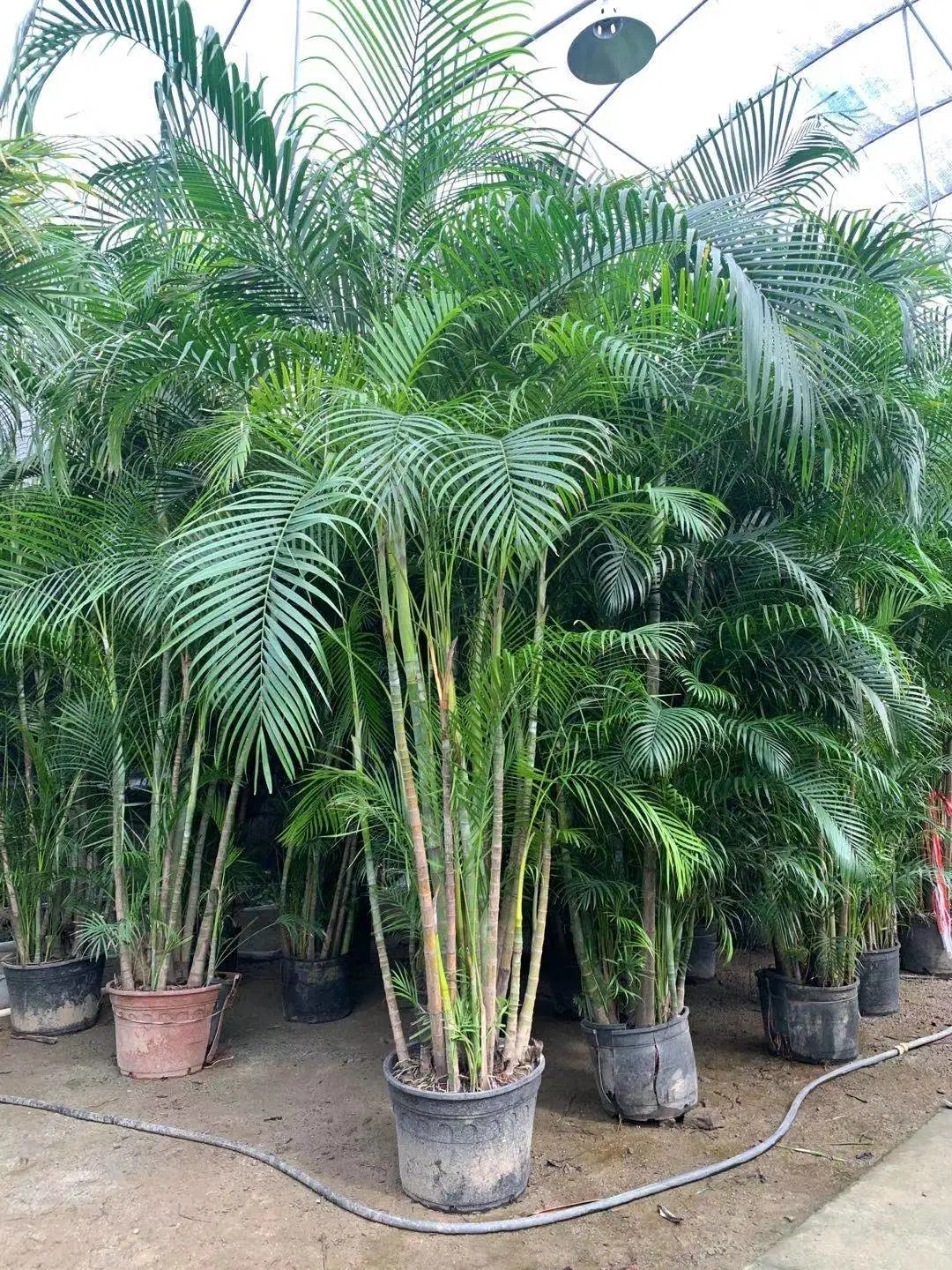 Dans Peatmoss Chrysalidocarpus lutescens vert naturel bonsaïs Commerce de gros