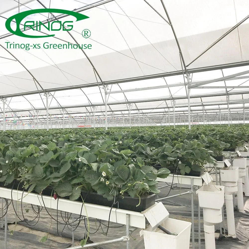 Auto-Vent agri plastic film Greenhouses for Flower house