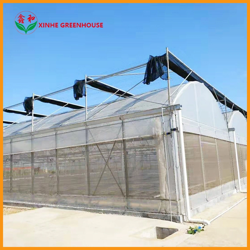 Manufacturer Greenhouse Film Tunnel Plastic Greenhouse for Vegetables