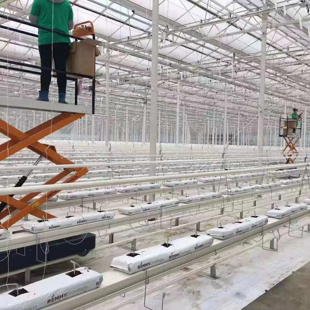 Strawberry Planting Cocopeat Greenhouse with Hydroponics Systems