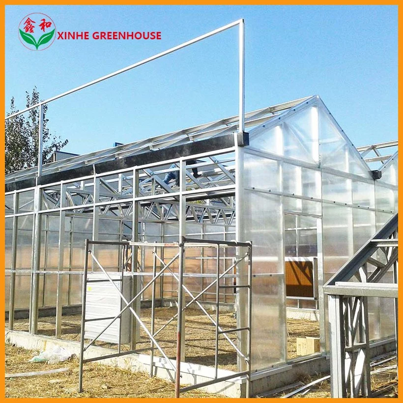 Commercial Lettuce Farming Used Multi Span PC Sheet Greenhouse for Sale