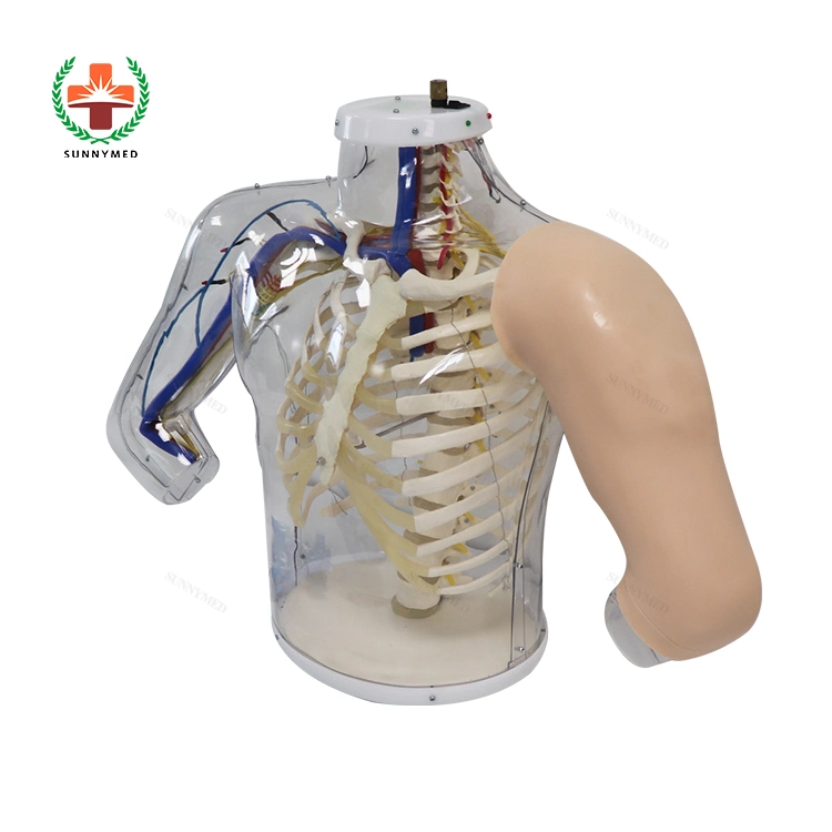 Upper Arm Intramuscular Injection Medical Model for Nursing Training