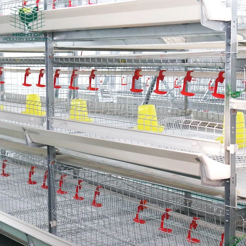 Cage de poulet à griller automatique avec matériel agricole de volaille pour animaux Volaille élevage