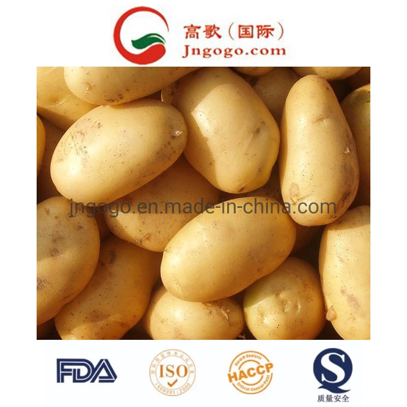 Fresh Yellow New Crop Potato (50-100g)