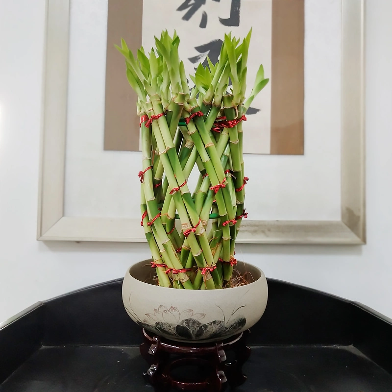 Декоративный растение Зеленый набрасный Дракаена Lucky Bamboo для домашнего украшения