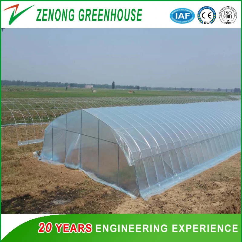 Single Arch Poly Film Greenhouse with Cooling Pad for Broccoli/Chili/Onion/Tomato/Egg Plant