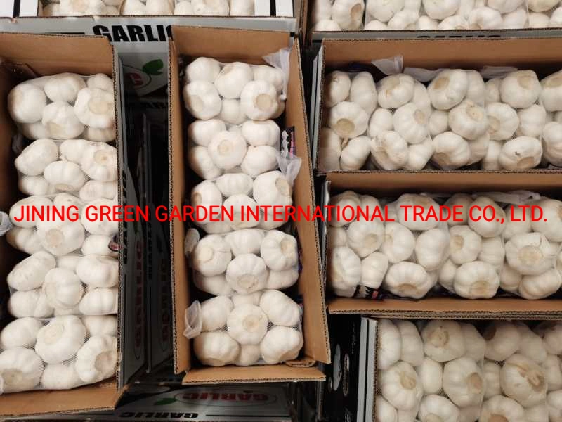 Chinese Best Wholesale/Supplier High quality/High cost performance  Fresh Garlic Price -New Crop