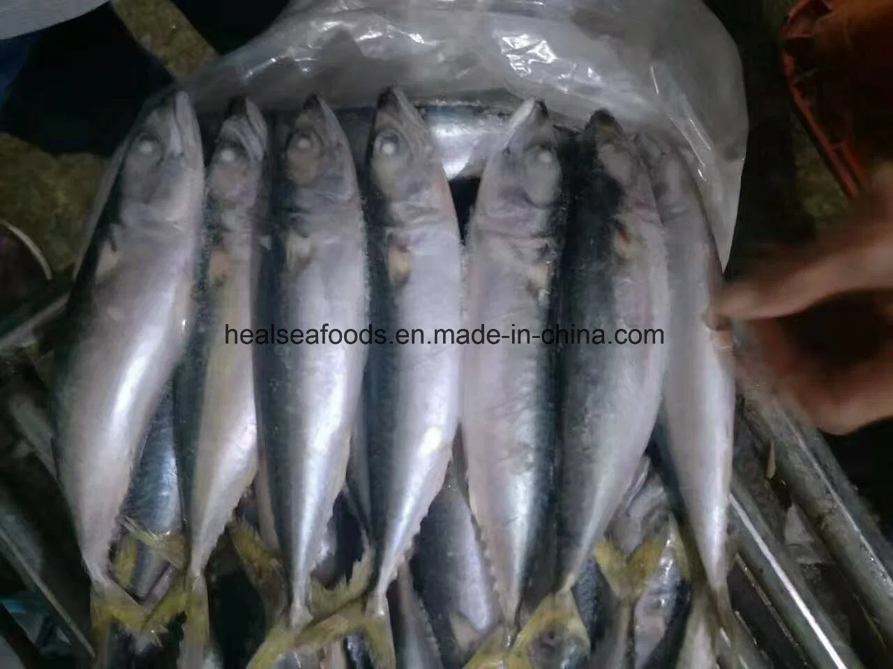 Chinese Factory Land Frozen Fresh Mackerel on Sale