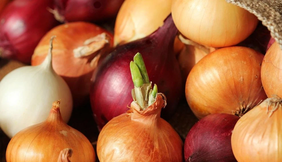 Poudre d'oignon lyophilisée Antibiose hypocholestérolémiant vaisseau sanguin ramolli