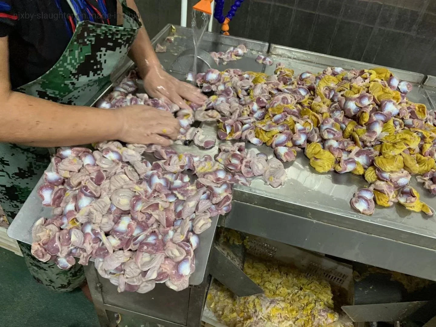 Utilizado para la línea de matadero de pollos de engorde de Arabia Máquina de matadero de gallinas/Sala de sacrificio de aves.