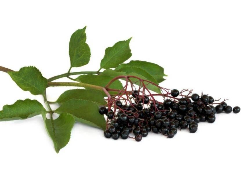 E. K approvisionnement en usine d'herbes avec extrait de plante certifié ISO extrait d'Elderberry / extrait d'Elderberry noir avec anthocyanine 5%